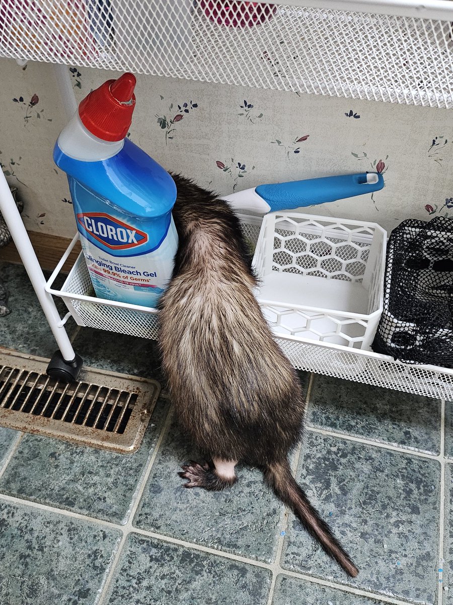 my_weasel_life's tweet photo. Midweek bingus reminding you to take care of your chores now so future you doesn't have to do them later✨️ https://t.co/AZccY4ho6D