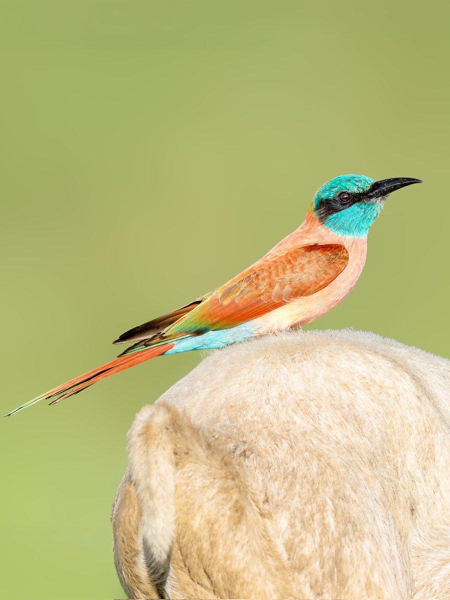 Kenyabirder's tweet photo. Northern Carmine Bee-eater in Tana River County https://t.co/oy1ocQqGzs