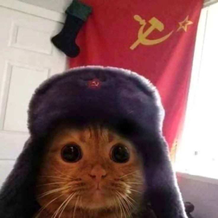 thecomradesfun's tweet photo. https://t.co/XFYkrxqeys