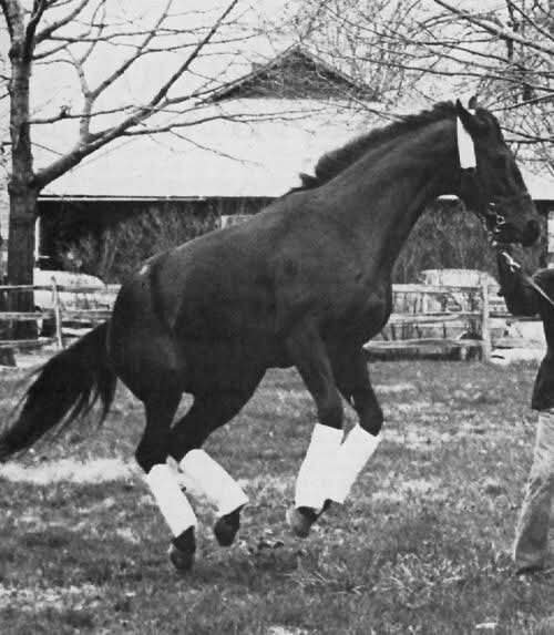 HORSERACING1002 tweet picture