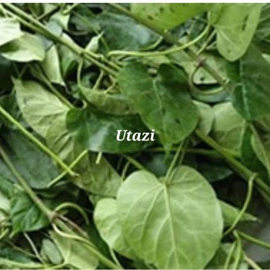 Kene_Nnewi's tweet photo. As a man form the habit of eating enough utazi..

Utazi cooked soup.

Utazi inside your fried or roasted meat.

Utazi with your jollof rice.

Even people with Blood pressure... wether low or high...make utazi your friend. https://t.co/3ZyJu6uSc8