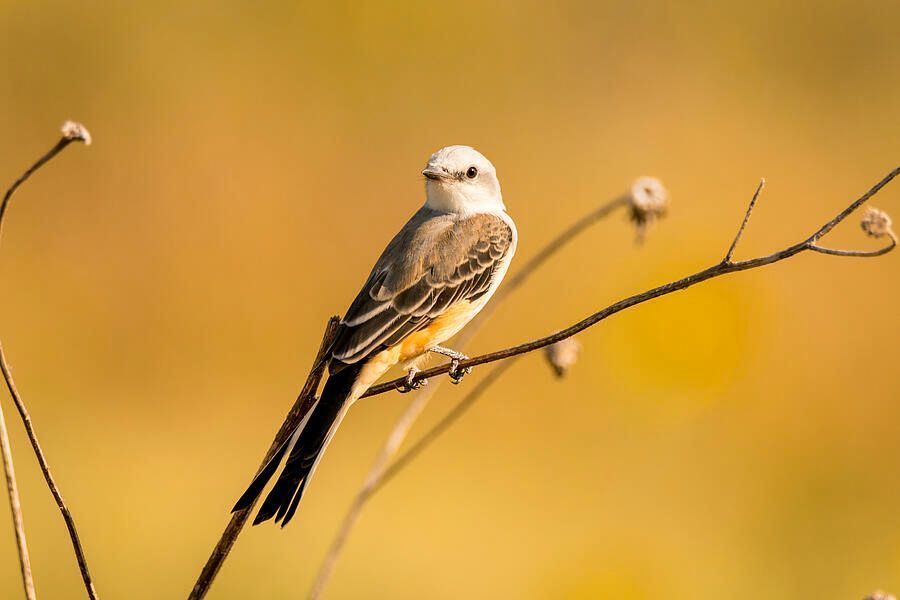 DebraMartz's tweet photo. Roadside Scissor-tailed Flycatcher posing for me!
Photographed along one of the gravel roads in the Salt Plains NWR in Oklahoma
https://t.co/Y6RzcwMzOJ
#ScissorTailed #Flycatcher #OklahomaStateBird #bird #birds #aves #avian #BirdLovers #featheredFriends #ornithology #photography https://t.co/NSFcNa0jYO