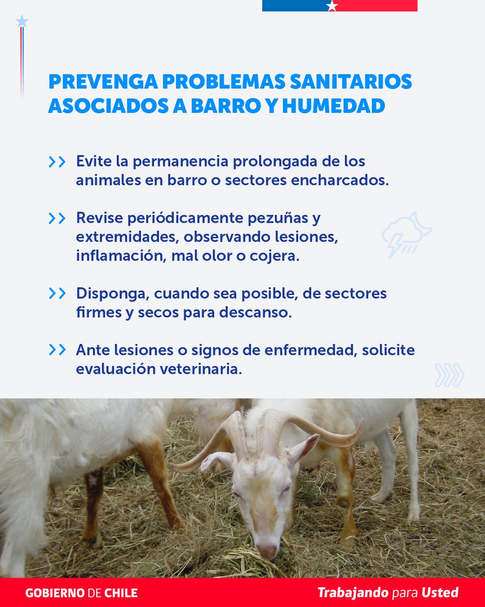 DPPMelipilla's tweet photo. 📲 Revisa la gráfica con las recomendaciones preparadas por la Unidad de Gestión de Riesgo de Desastres Agrícolas #UGRA del Ministerio de Agricultura, y toma medidas a tiempo.
#DPPMelipilla
#GobiernoDeChile 🇨🇱 https://t.co/teurTsWQbD