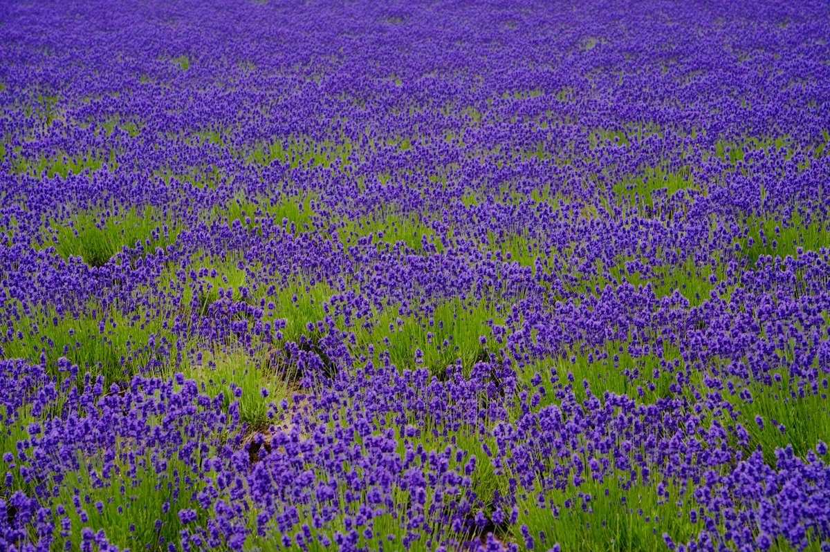YamashitaPhoto's tweet photo. Lavender love: It’s in full bloom at the Tomita Lavender fields in Furano, Hokkaido, Japan.
The color spectacle is a massive draw for tourists — lavender selfies take over Japan.
#lavender #tomitafarm #furano #hokkaido https://t.co/GkRkDaQoaZ