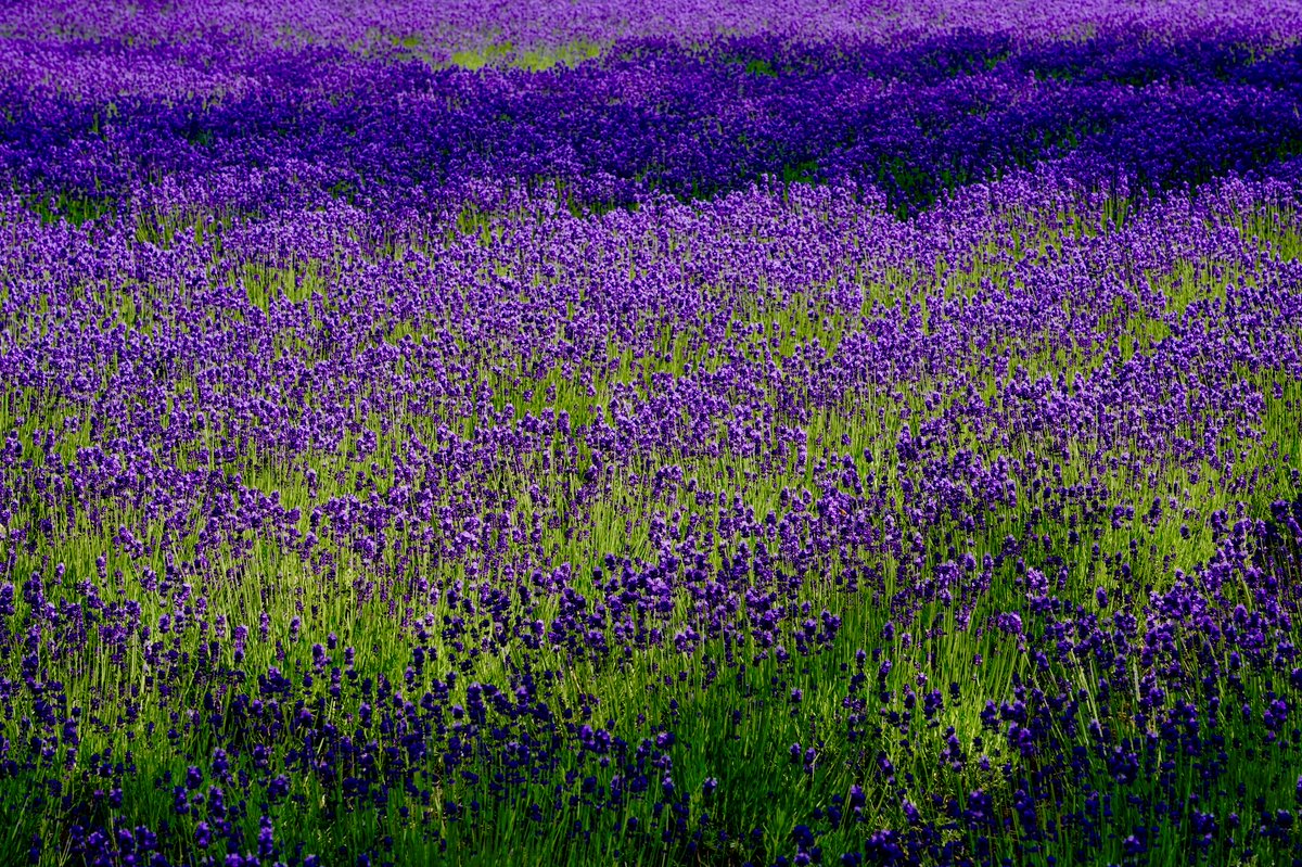 YamashitaPhoto's tweet photo. Lavender love: It’s in full bloom at the Tomita Lavender fields in Furano, Hokkaido, Japan.
The color spectacle is a massive draw for tourists — lavender selfies take over Japan.
#lavender #tomitafarm #furano #hokkaido https://t.co/GkRkDaQoaZ