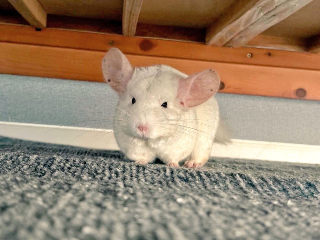 mohurimohuri6's tweet photo. ずんぐりむっくりぬいぐるみ鱈の助に進化🐭
ブラシでここまでふわふわになるんだなと笑
やっとお休み貰えて鱈の助を抱き締められる、、、🫶
うへへっ可愛い〜
#チンチラ https://t.co/GGnfly97j6