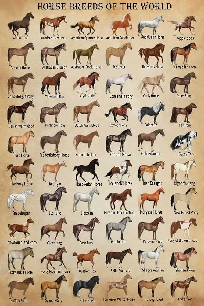 XRayvond1's tweet photo. Horses 🐎 🐴 

#Horse #Mare #Stallion #Species #Type https://t.co/HZvsTT2TPB