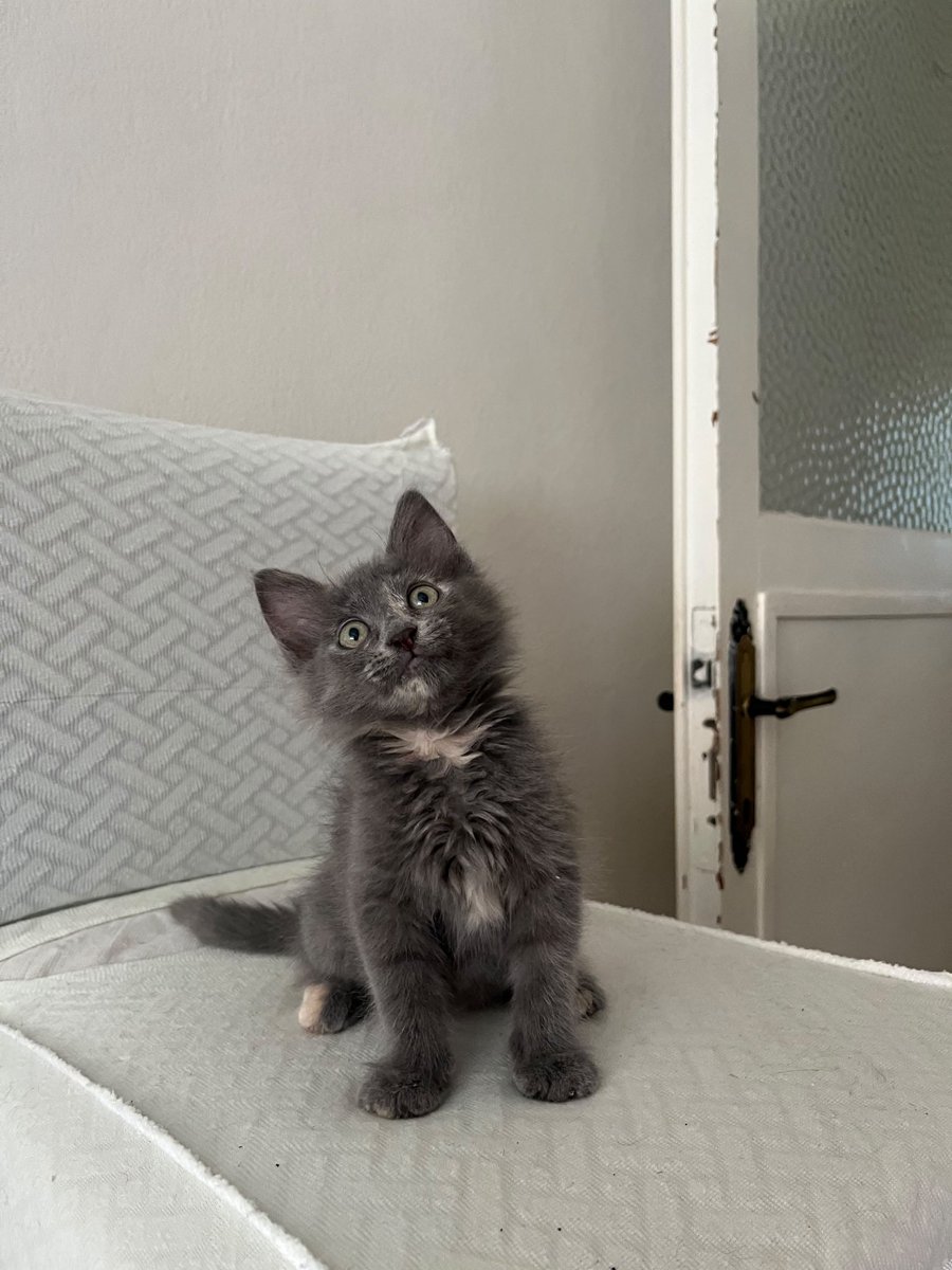 4pisi1aslan's tweet photo. Rt lütfen
2 aylık  uysal sakın dişi bir bebek acil yuva
İstanbul içi
0551 119 34 68 https://t.co/Mmam7ck3Lr