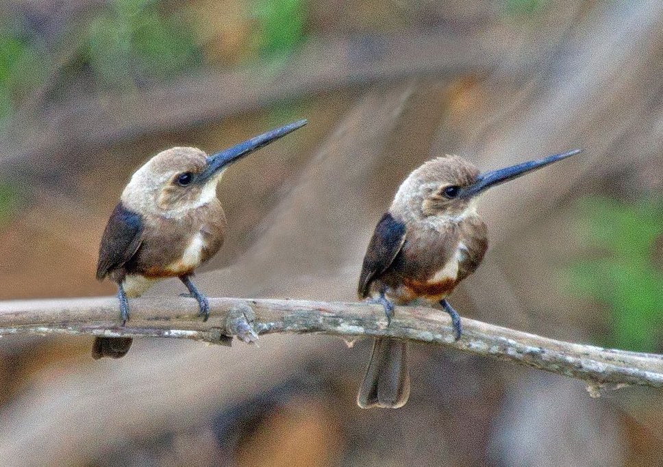 natural77384672's tweet photo. Pale-headed Jacamar https://t.co/aayxuEcYWO