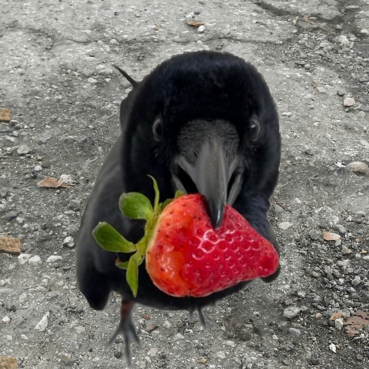 crow_with_knife's tweet photo. orright darlin'

lubly strawberry for ya

oh yes oh yes oh yes caw caw https://t.co/iu3Kv9kzkf