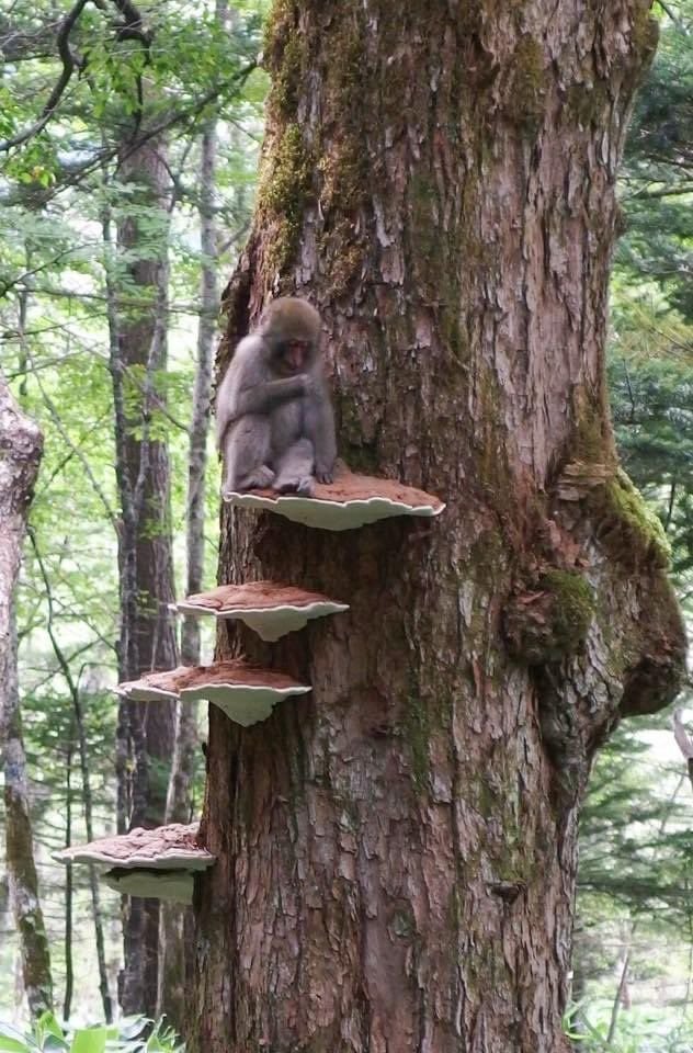 Nature is Amazing ☘️ tweet media