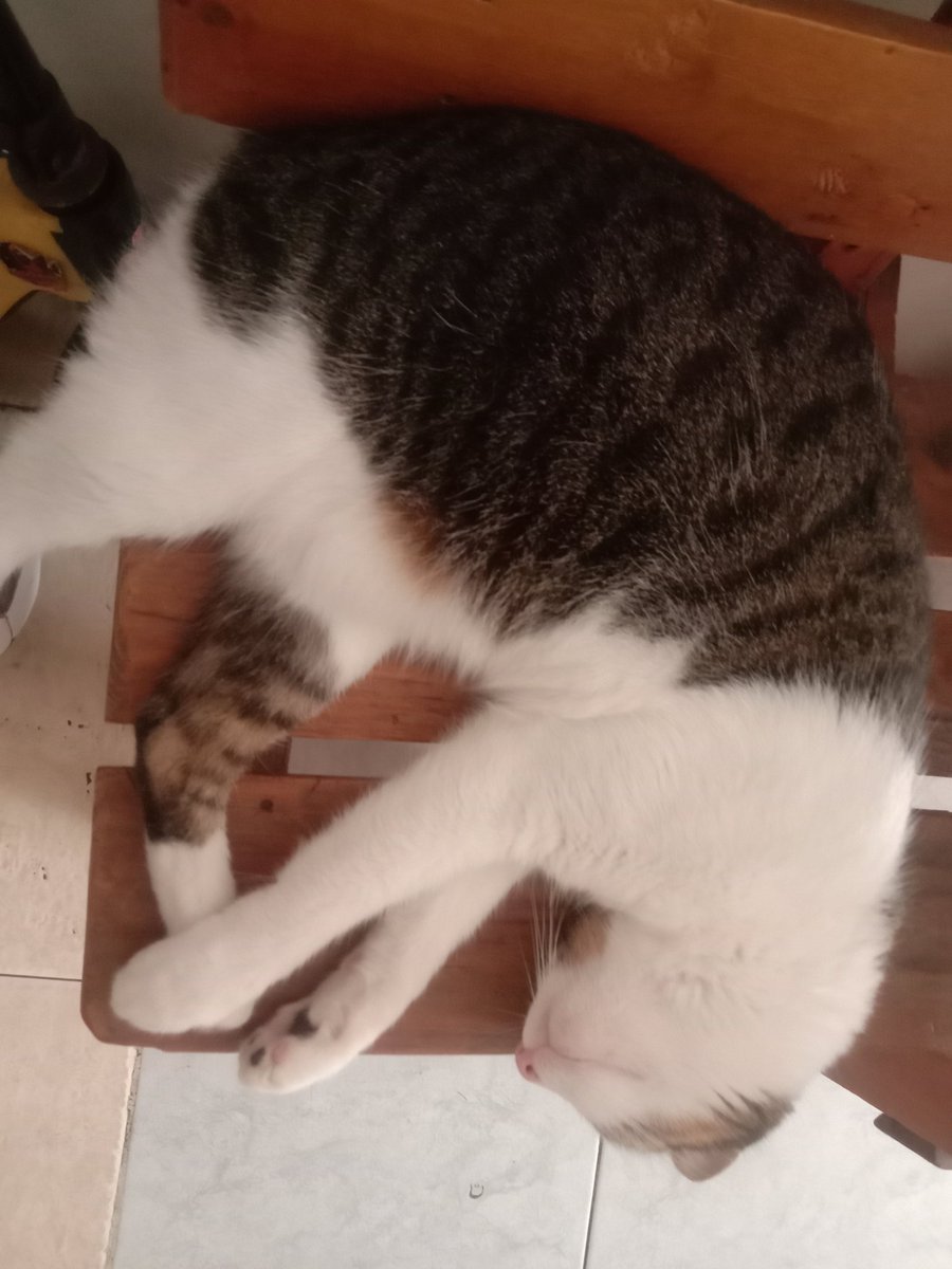 Angie_Sofia20's tweet photo. ALERTA COLOMBIA ⚠️
He aquí a mi amada Galy, la gatica que la adopte y recogí de la calle hace 5 años, si tienes gatos ten mucho cuidado, si #ElMataGatos @DELAESPRIELLAE se llega a posesionar, irá por ellos también, todos esperamos q ese Fascista no se posesione. #LaTigrilla 💪 https://t.co/gGXNgxiz9T