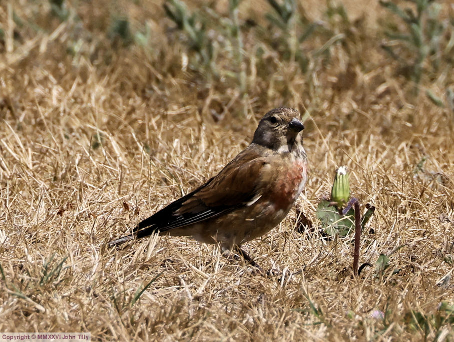 Lactodurum's tweet photo. Linnet. https://t.co/Ygo7SwwFVg
