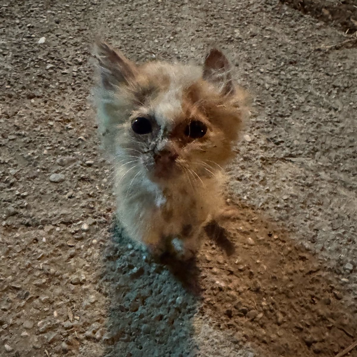 ellytcha's tweet photo. dün gece köyde buldum bu yavruyu yara bere içindeydi bugün hemen veterinere götürdük yaşamasının bir mucize olduğunu söylediler https://t.co/hNCS2anyde