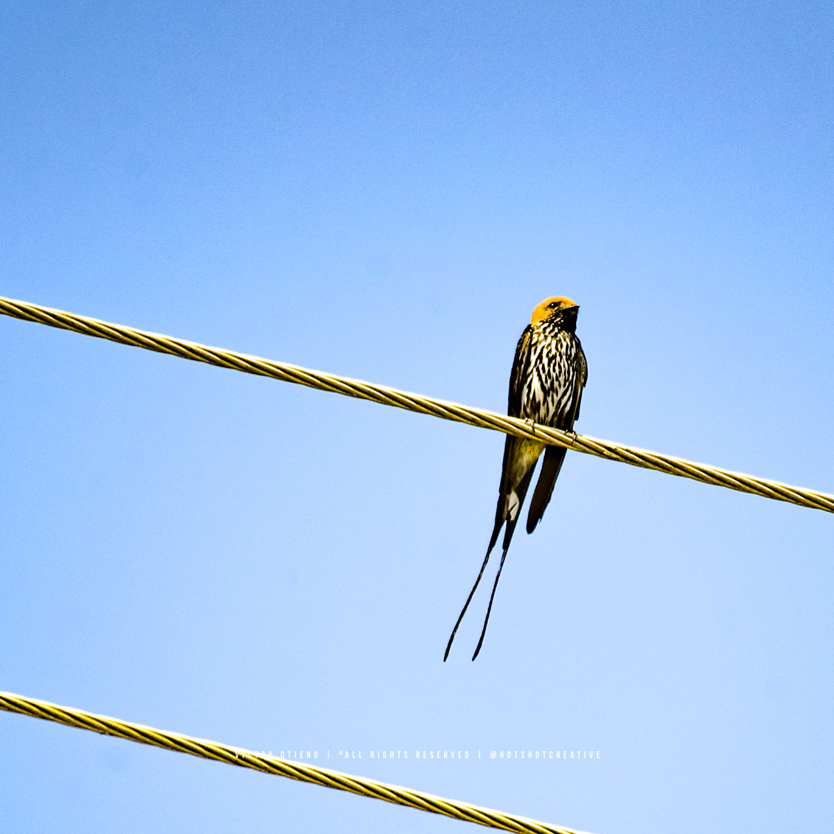 hotshotcreative's tweet photo. Lesser Striped Swallow (Cecropis abyssinica), identified by its bright rufous-orange crown and distinct black streaks on its white underparts, E Asembo, #BirdsofKenya #BirdPhotography https://t.co/DOkjgqk0K9