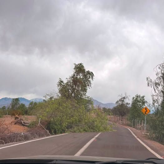 alegriagonzaa's tweet photo. ⚠️#Combarbalá Árbol caido en camino a la Isla de Cogoti.

@Sepulinares @RedGeoChile @reddeemergencia https://t.co/3pUJb7Zwgs