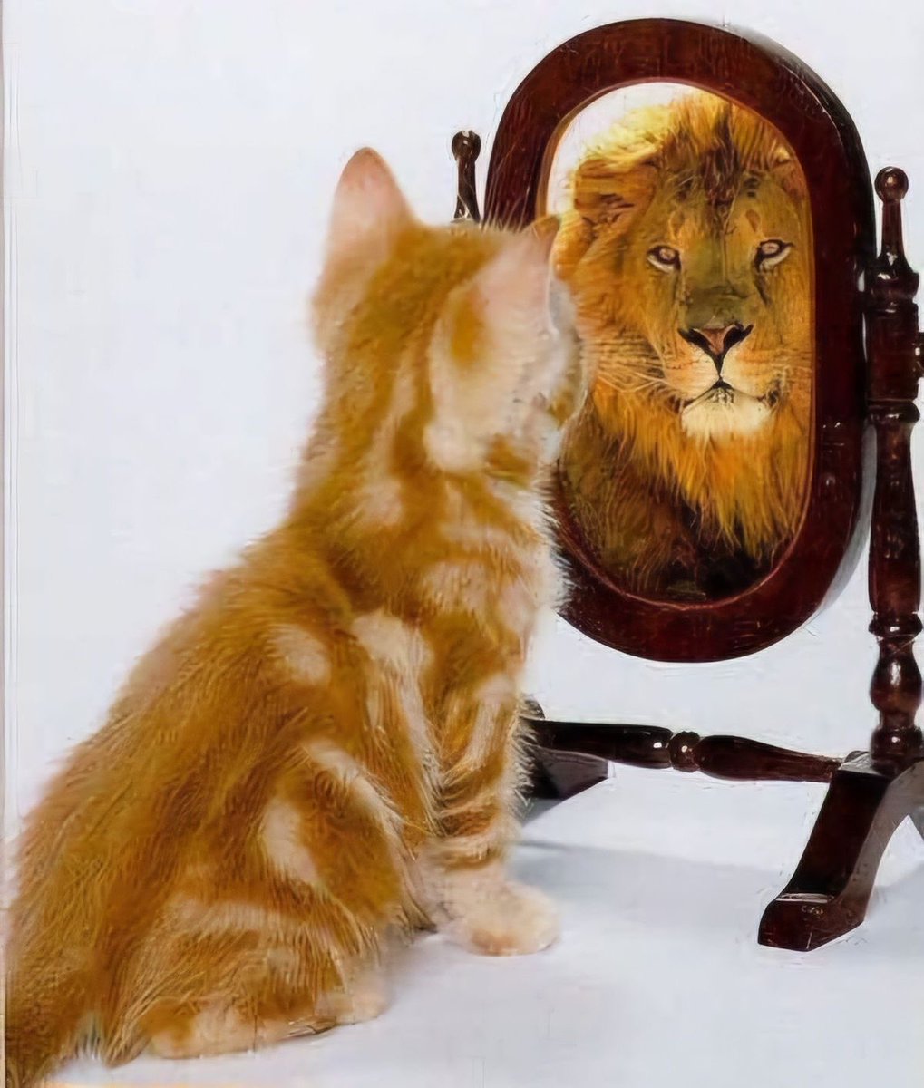 champipollo_'s tweet photo. yo con cualquier reflejo pq soy un pinche ángel caído del cielo https://t.co/8uxOPUDF4f