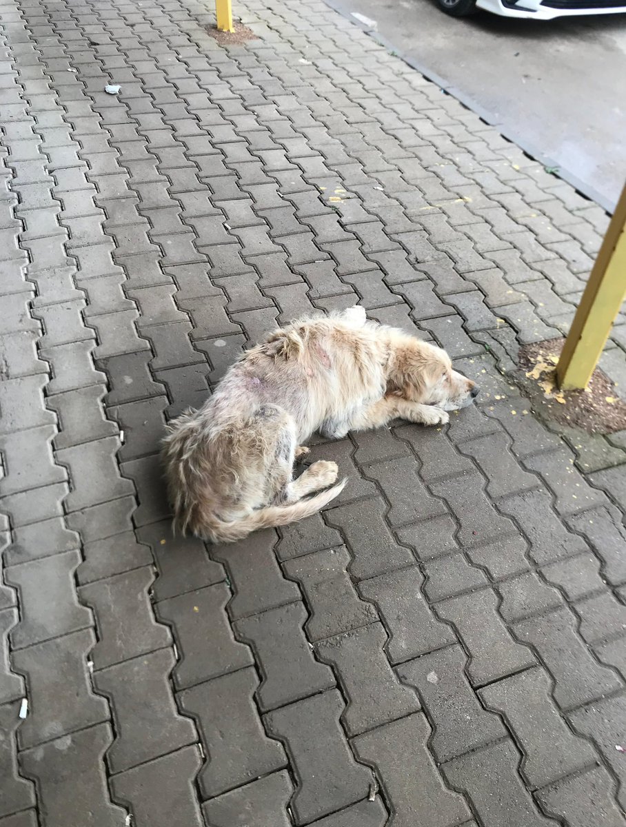 patiarkadas's tweet photo. Çok Yaşlı ve hastayken sokağa atılmıştı. Kliniğe aldırdık. Tedavileri bitti. Taburcu olmasi gerekiyor ama gidecek bir yuvası yok… Belki yaşayacağı bir kaç yılı kaldı. Son yıllarında bir evi olsun istiyoruz.
Yuvası olurmusunuz .? 

İnstagram  @patim.olsun https://t.co/YUS3bj9SnG