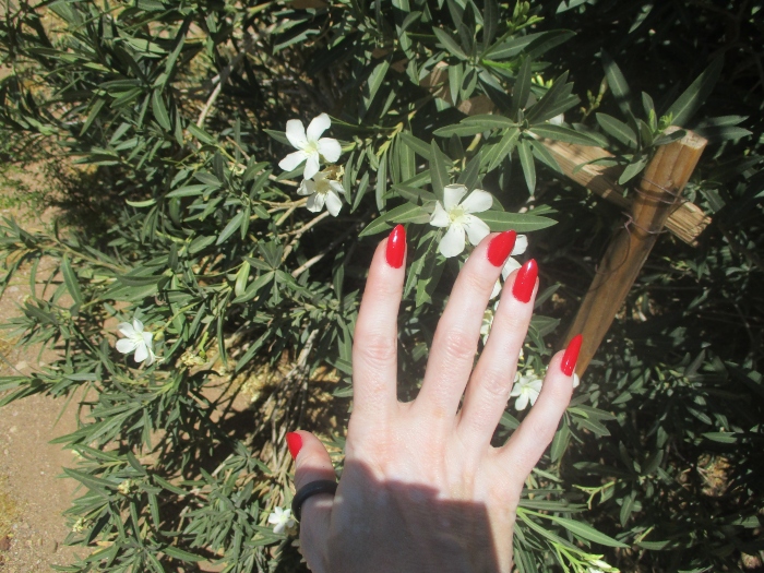 shellzfairy's tweet photo. ๐ฟ๐ฎ๐๐ฎ๐ฟ
My red #nails with #oleanders #flowers https://t.co/pe6JXvuH3G