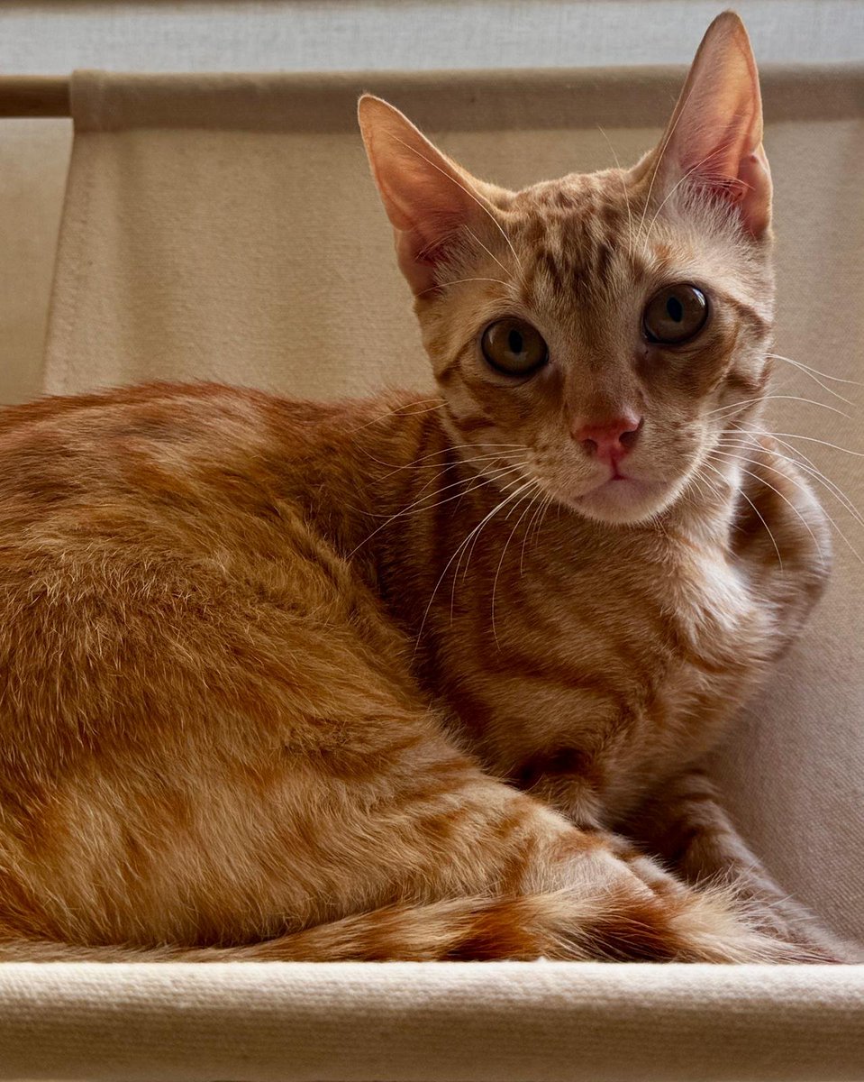 4catsVLC's tweet photo. Nadie lo ve.

Luke volvió a nosotras por tímido.

No tuvieron paciencia, no respetaron sus tiempos.

Qué triste ver a este gatito de solo 8 meses asustado y desconcertado y  NADIE pregunta por él.

Darle una oportunidad, que no sea un invisible.

#Valencia  678 34 76 73 https://t.co/25zfVpWBjT