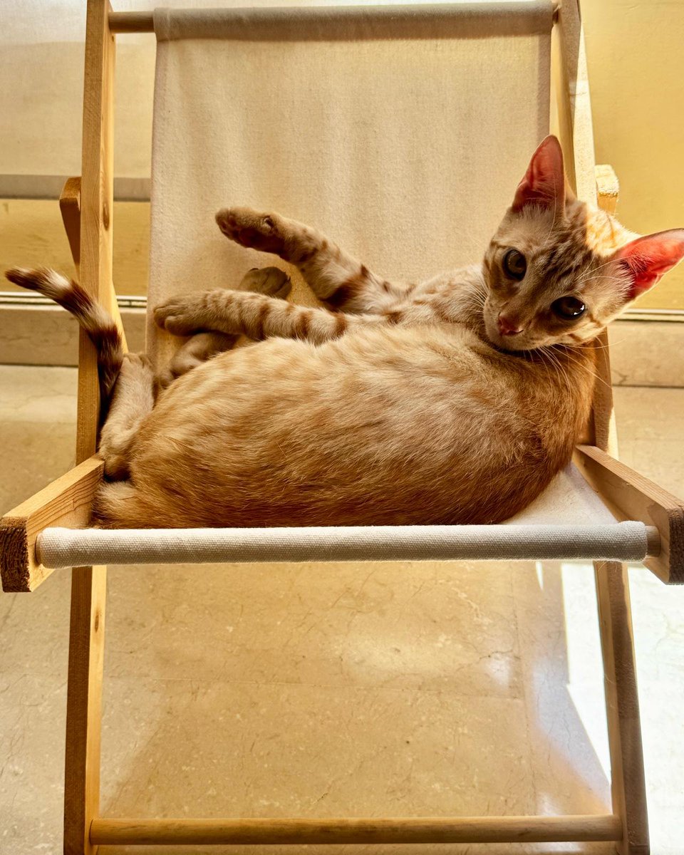 4catsVLC's tweet photo. Nadie lo ve.

Luke volvió a nosotras por tímido.

No tuvieron paciencia, no respetaron sus tiempos.

Qué triste ver a este gatito de solo 8 meses asustado y desconcertado y  NADIE pregunta por él.

Darle una oportunidad, que no sea un invisible.

#Valencia  678 34 76 73 https://t.co/25zfVpWBjT
