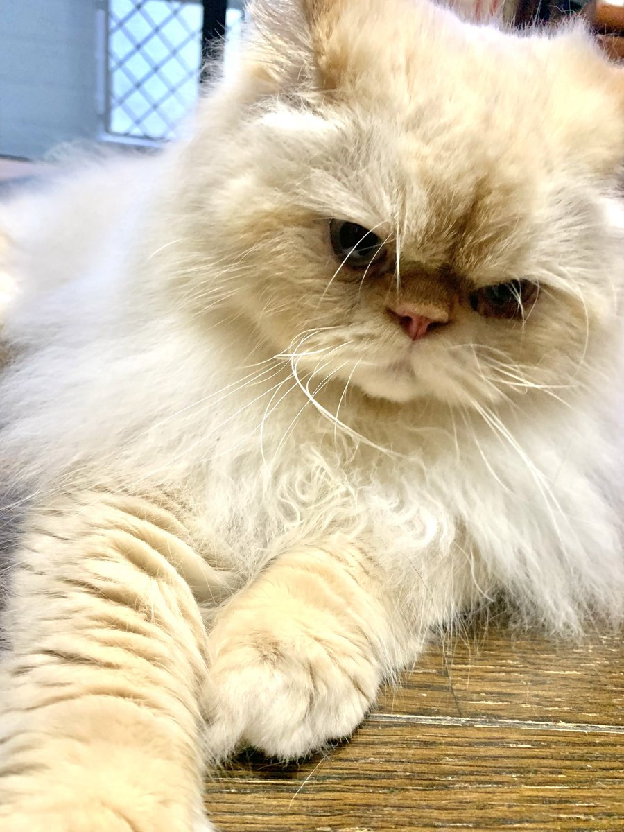 HIRN0084's tweet photo. 不規則な起床時間についてこれるのは弟だけになったw🐈🇦🇷🏴󠁧󠁢󠁥󠁮󠁧󠁿 https://t.co/s7Iknf56y3