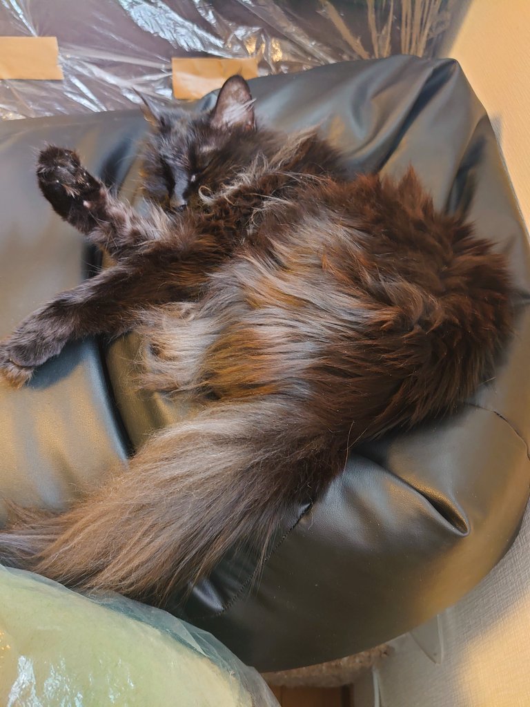 LowAstro's tweet photo. 皆様おはようございます✨
7月16日(木)モフ曜日😸
そして、今朝もワールトカップ✨
アルゼンチン🇦🇷対イングランド
ふっ、( ￣ー￣) 寝れねーぜ✨
ノワールさんは、寝落ち(笑)
少しボリューム下げたし。
それでは皆様
本日もニャンコ共々よろしくお願いします🐱💤meow https://t.co/cXFlPMkPhx