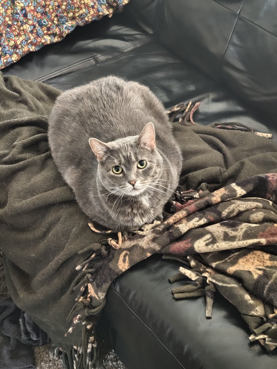 memeship43's tweet photo. @sylvieesdiary yeah it's been weird lol I haven't seen you on my TL for ages and now you've spawned back in, also here's my cat https://t.co/bloeuXdPUH