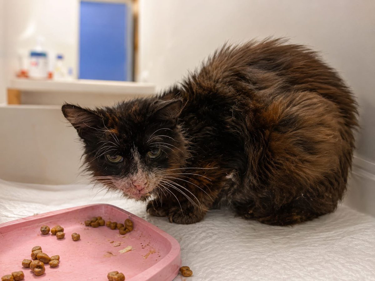 Abeiroanimal's tweet photo. NECESITAMOS UNHA CASA DE ACOLLIDA PARA ESTEBAN
Está a recuperarse dunha pneumonía e precisa continuar coa medicación e coidados durante un tempo.
Non pode volver á rúa. Facelo agora sería poñer en grave risco a súa recuperación.
Por desgraza, non atopamos  acollida https://t.co/F51RsZ0yv0