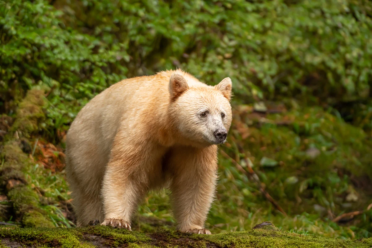 Un oso Kermode de pelaje blanco y crema de pie sobre un tronco cubierto de musgo, rodeado de un denso bosque verde.