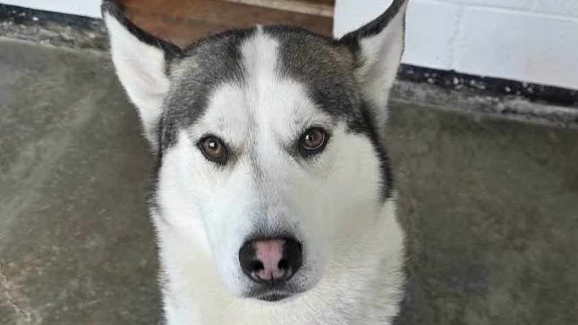 AdoptionsUk's tweet photo. URGENT PLEASE RETWEET TO HELP FOUR HUSKIES, DUE TO BE KILLED IN A BRITISH COUNCIL POUND #UK  Wed 15 July 2026💔💔💔💔
CONTACT EIGHT BELOW HUSKY RESCUE BELOW IF YOU CAN HELP  👇👇👇👇👇
https://t.co/9mw3WIC7Ze
@8BelowHuskyResc  
Four Lives We Can’t Turn Away From💔
We have been alerted to four beautiful boys who have all found themselves in the UK stray system through absolutely no fault of their own.
Two of them, Arlo and Murphy, have already completed their seven-day stray period without being claimed and are now safely in the care of 8 Below Husky Rescue.
We have also been asked to help two more red males whose time is running out fast. One reaches the end of his stray period on Friday, the other on Monday. Neither has up-to-date microchip details, and heartbreakingly, it appears that nobody is coming for them.
THE CLOCK IS TICKING  💔 
Many people don’t realise how the stray system works in the UK. When a dog enters the system, they are held for seven days while every effort is made to reunite them with their owner. If nobody comes forward, their future becomes incredibly uncertain. Without a rescue space, these dogs can sadly face euthanasia—not because they have done anything wrong, but simply because they have nowhere left to go.
We work under enormous pressure to secure kennel spaces, arrange transport, organise veterinary care and get these dogs to safety before it’s too late. It is emotional, relentless and often heartbreaking—but we will never stop fighting for them. 
None of this would be possible without the kindness and generosity of our supporters. You are the reason these dogs get a second chance.
Each rescue dog costs £8.50 per day just for boarding. On top of this, every dog requires vaccinations, parasite treatment, neutering and any additional veterinary care they may need before they can begin the next chapter of their lives.
We never like asking for help, but we really do need it.
If you are able to spare even a few pounds towards the care, you will be directly helping us give them the safety, love and fresh start they deserve.
🩷 CAF Donate
https://t.co/aK3BjIRN39
🩷 PayPal
Info@8belowhuskyrescue.org
🩷 Bank Transfer
Bank Name: CAF BANK
Account Name: 8 Below Husky Rescue
Sort Code: 40-52-40
Account Number: 00028283
🩷 Cheques
Please email nicola@8belowhuskyrescue.org for postal details.
🩷 Facebook Donate Button
You can also sponsor one day’s boarding (£8.50) for one of our rescue dogs through our website:
https://t.co/SfhCEDodke
ON FACEBOOK 👇👇👇
https://t.co/EkvjPTkeJA
From the bottom of our hearts, thank you for standing beside us through every rescue, every emergency and every life saved. We truly couldn’t continue without your support 🐾-Eight below Husky Rescue 
REGISTERED BRITISH CHARITY ✅✅✅

#dogs #dog #adoptdontshop #England #Wales #Scotland #London #Husky #Huskies @KatieAmess @AndrewRosindell @APDAWG1 @clarebalding @scanme_tukslaw @liamgallagher @rickygervais @JaneFallon @JeremyClarkson