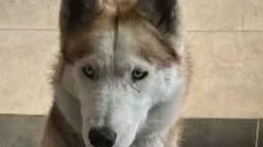 AdoptionsUk's tweet photo. URGENT PLEASE RETWEET TO HELP FOUR HUSKIES, DUE TO BE KILLED IN A BRITISH COUNCIL POUND #UK  Wed 15 July 2026💔💔💔💔
CONTACT EIGHT BELOW HUSKY RESCUE BELOW IF YOU CAN HELP  👇👇👇👇👇
https://t.co/9mw3WIC7Ze
@8BelowHuskyResc  
Four Lives We Can’t Turn Away From💔
We have been alerted to four beautiful boys who have all found themselves in the UK stray system through absolutely no fault of their own.
Two of them, Arlo and Murphy, have already completed their seven-day stray period without being claimed and are now safely in the care of 8 Below Husky Rescue.
We have also been asked to help two more red males whose time is running out fast. One reaches the end of his stray period on Friday, the other on Monday. Neither has up-to-date microchip details, and heartbreakingly, it appears that nobody is coming for them.
THE CLOCK IS TICKING  💔 
Many people don’t realise how the stray system works in the UK. When a dog enters the system, they are held for seven days while every effort is made to reunite them with their owner. If nobody comes forward, their future becomes incredibly uncertain. Without a rescue space, these dogs can sadly face euthanasia—not because they have done anything wrong, but simply because they have nowhere left to go.
We work under enormous pressure to secure kennel spaces, arrange transport, organise veterinary care and get these dogs to safety before it’s too late. It is emotional, relentless and often heartbreaking—but we will never stop fighting for them. 
None of this would be possible without the kindness and generosity of our supporters. You are the reason these dogs get a second chance.
Each rescue dog costs £8.50 per day just for boarding. On top of this, every dog requires vaccinations, parasite treatment, neutering and any additional veterinary care they may need before they can begin the next chapter of their lives.
We never like asking for help, but we really do need it.
If you are able to spare even a few pounds towards the care, you will be directly helping us give them the safety, love and fresh start they deserve.
🩷 CAF Donate
https://t.co/aK3BjIRN39
🩷 PayPal
Info@8belowhuskyrescue.org
🩷 Bank Transfer
Bank Name: CAF BANK
Account Name: 8 Below Husky Rescue
Sort Code: 40-52-40
Account Number: 00028283
🩷 Cheques
Please email nicola@8belowhuskyrescue.org for postal details.
🩷 Facebook Donate Button
You can also sponsor one day’s boarding (£8.50) for one of our rescue dogs through our website:
https://t.co/SfhCEDodke
ON FACEBOOK 👇👇👇
https://t.co/EkvjPTkeJA
From the bottom of our hearts, thank you for standing beside us through every rescue, every emergency and every life saved. We truly couldn’t continue without your support 🐾-Eight below Husky Rescue 
REGISTERED BRITISH CHARITY ✅✅✅

#dogs #dog #adoptdontshop #England #Wales #Scotland #London #Husky #Huskies @KatieAmess @AndrewRosindell @APDAWG1 @clarebalding @scanme_tukslaw @liamgallagher @rickygervais @JaneFallon @JeremyClarkson
