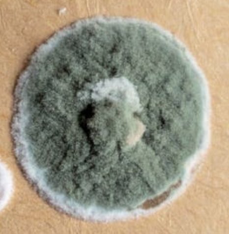 Itismegreg's tweet photo. @Bret_Sears I heard it came down to the Green Dot or a Green Mold Spore. (They chose the wrong one.😆) https://t.co/NcLONYPhQq