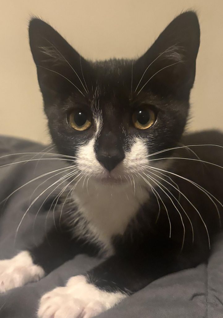 Dexerto's tweet photo. A man stole a kitten and used her as an accomplice in a bank robbery, forcing staff to hold her while he demanded money

Magnolia is now looking for a law-abiding home to call her own https://t.co/X6oMbtCAV1