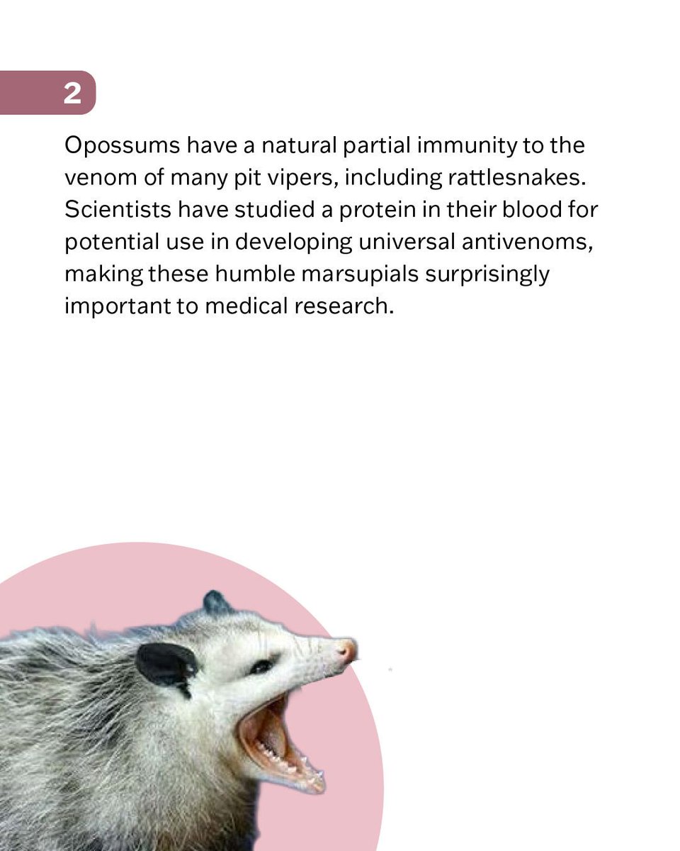 MetroNashPlan's tweet photo. Ecology Fun Facts: Virginia Opossum edition! ᘛ⁐̤ᕐᐷ  Here in Tennessee, the humble Virginia opossum quietly earns its keep as one of our most underrated conservation allies. https://t.co/qm55OD8kmL