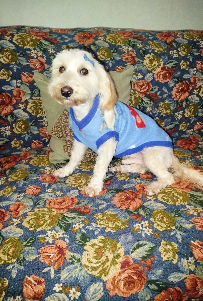mariadanielayf's tweet photo. Ayer bailey fue a la pelu,está lindo ahora, para encontrar una familia. es pequeño, solo familias responsables requisitos y seguimiento. Renca Stgo +56981560185.esta en un temporal. https://t.co/r2vdtE0pob