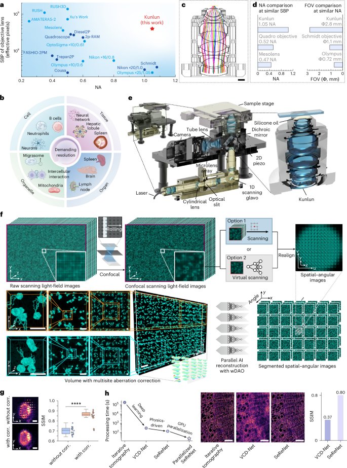NatureBiotech's tweet photo. High numerical aperture confocal volumetric mesoscope reveals mesoscale subcellular dynamics in vivo https://t.co/ZVXJ23RKIV https://t.co/DPbbONrwpV