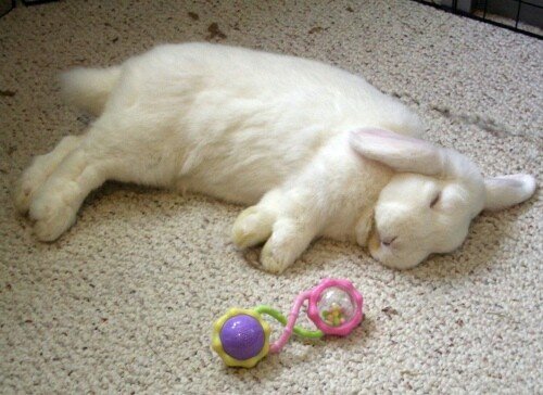 popularrabbit's tweet photo. Sleeping bunny,so cute https://t.co/x0V8Lewtkp