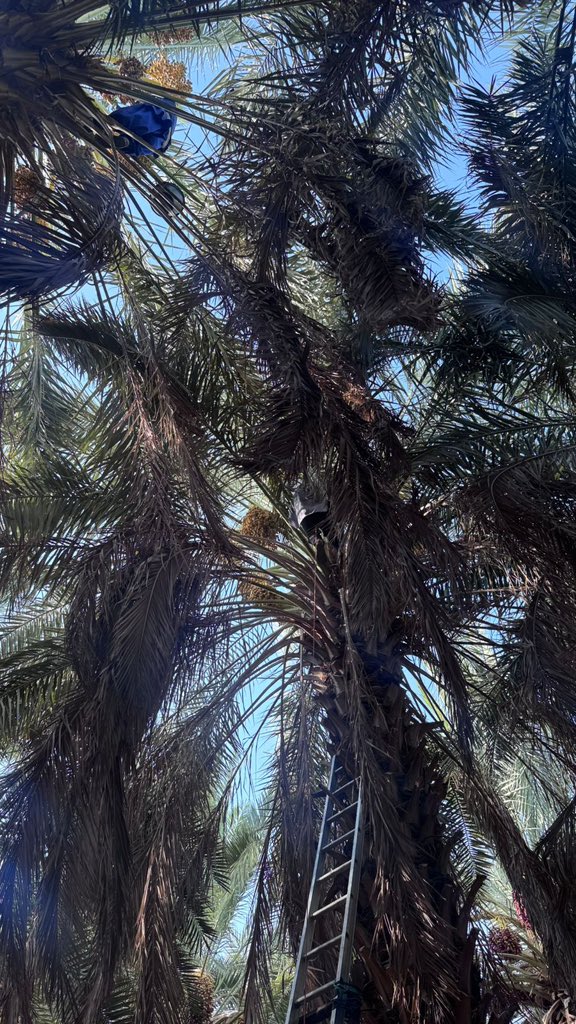 Dr_2711's tweet photo. - لولا سموم القيّظ ماجاد النخيل -

أحيان لازم تمر بقسوة الحياه عشان تطلع أطيب نسخه منك " مثل النخل " مايطلع ثمرها الا بعد ماتحترق تحت حرٍ مايرحم 

— المسأله مسألة صبر مو اكثر https://t.co/hSzII22sdP