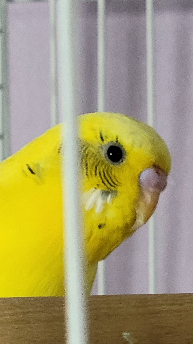 Masked4rtist's tweet photo. @PillowHoney Birb https://t.co/P7gHseKopv