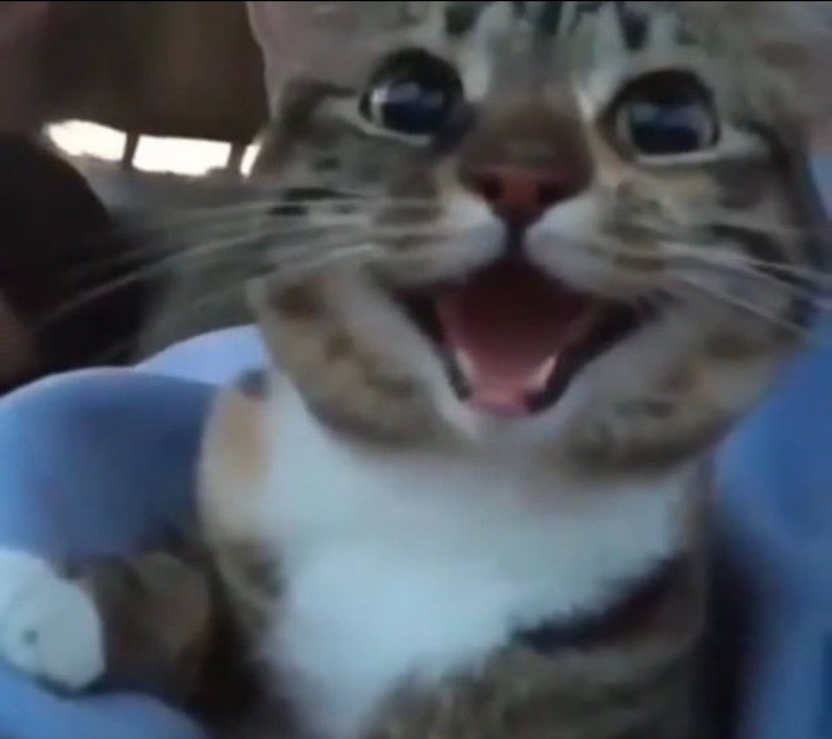 Christomisty's tweet photo. @yyioom how life feels when you dont have an evil avoidant vampire draining you https://t.co/geY36VeLX8
