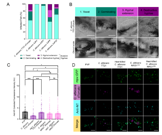 ASMicrobiology's tweet photo. In a zebrafish model, C. albicans rapidly downregulates neutrophil reactive nitrogen species (RNS) below basal levels during the first day post-infection, a time at which neutrophil RNS is upregulated as an important host-defense mechanism. #mBio: https://t.co/zKEUNRfvK0 https://t.co/wDtlc9d9Qi