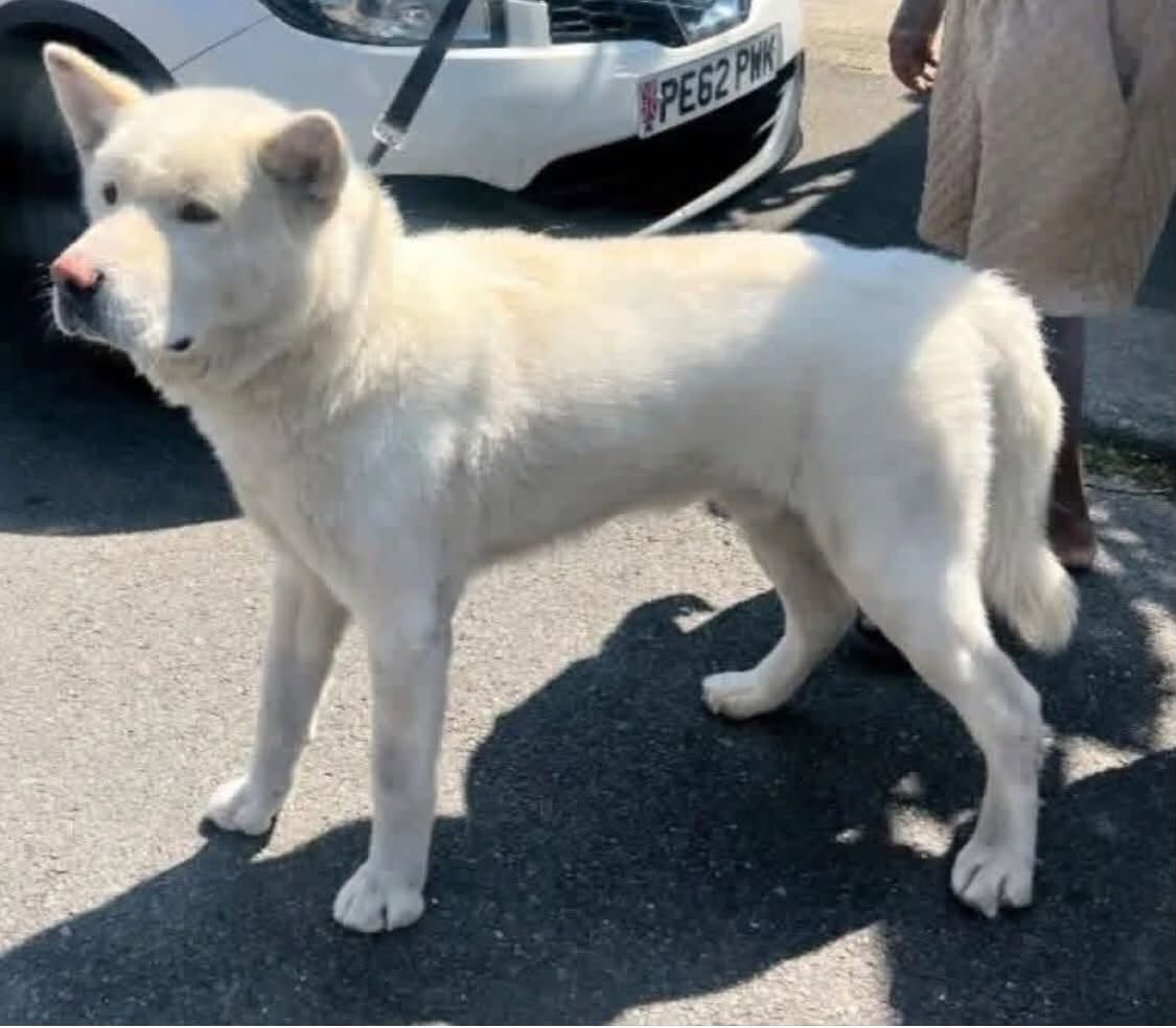 AdoptionsUk's tweet photo. URGENT, PLEASE RETWEET TO HELP GHOST FIND DONATIONS OR A RESCUE SHELTER SPACE - DUE TO BE PTS IN A COUNCIL POUND #ENGLAND#UK- Not available for adoption, shares needed. 
URGENT RESCUE SPACE NEEDED FOR GHOST - WHITE AKITA BOY‼️
❌ TIMES UP ON 20TH JULY ❌
GHOST - NEEDS RESCUE SPACE. TIMES UP 20TH JULY
Meet Ghost a gorgeous white Akita boy. He has just come in so we will add more info as we get it but the dog warden who brought him in said he's lovely. He is chipped. We are sadly unable to get videos. 
🆘 GHOST NEEDS URGENT PLEDGES TO HELP SAVE HIM‼️
PLEDGES.   £35.00
Pledges will be paid to JACOB'S POUND DOGS UK ( FUND RAISING) and used for transport and any other needs to get Ghost to a safe rescue
PAYPAL.  k9-lifesavers@hotmail.com
https://t.co/rsnLtUqmUq
Please do not send payments until he is marked safe and then use GHOST as your reference.  I will also message everyone with payment details 
🆘 ONLY USE THE PAYMENT DETAILS ABOVE AND DO NOT PAY ANYONE ELSE
All dogs must pass a temperament test before being released for rehoming via rescue. This means they will have shown no human or dog directed aggression or have given the kennel staff any cause for concern over their temperament.
Our dogs need rescue spaces for rehoming via rescue, they are not for private rehoming directly from the pound. They are available via JACOB'S POUND DOGS UK.
Please contact The Animal Advocate, Gill Atmeare, Deborah Shepherd or Aimiee Findlay  if you can help 

CONTACT ON FACEBOOK BELOW 👇👇👇👇👇👇👇
https://t.co/96rHip481i
or https://t.co/eH4qhOUTMq

#dogs #akita #adoptdontshop #England #Wales #Scotland #straydogs #Rescuedogs @AndrewRosindell @domdyer70 @PeterEgan6  @APDAWG1 @Conservatives @ConservativeAWF @liamgallagher @AlistairCarns @lucydahlia @rickygervais @JaneFallon @JerryGreenDogs @AllDogsMatter @DogsTrust @RSPCA_PATeam @HopeRescue @ScottishSPCA @clarebalding @KatieAmess 

Ghost, due to be pts in a British Council pound  #England on 20th July 2026 💔💔💔