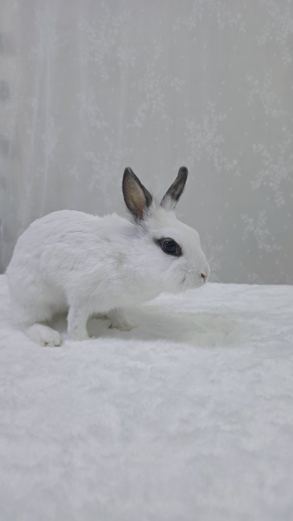 rabbit_mingming tweet picture