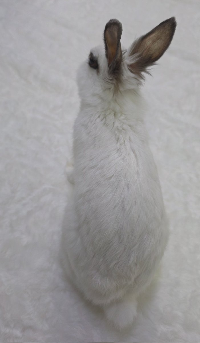 rabbit_mingming tweet picture