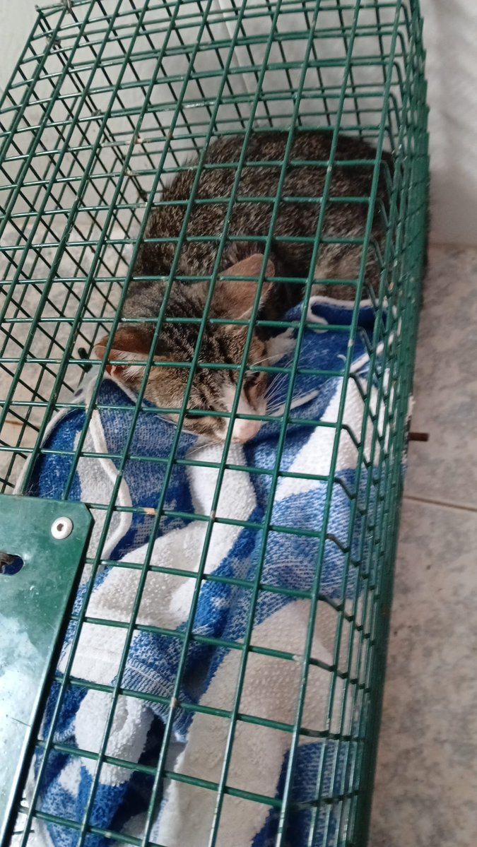 AcofalX's tweet photo. Gata de colonia . Alicante.
Necesita acogida para acabar tratamiento infección respiratoria y posterior castración.
Gastos cubiertos por asociación. 
No es arisca. Contacto 662265975. https://t.co/Czw0sWB4E9