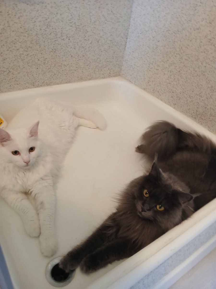 FacelessLayn's tweet photo. I am... on the toilet, suffering from big tummy pain... and these 2 just came in, asked me to open the shower door... just to be casually vibing next to me while I suffer! https://t.co/gAUPkJbgqT