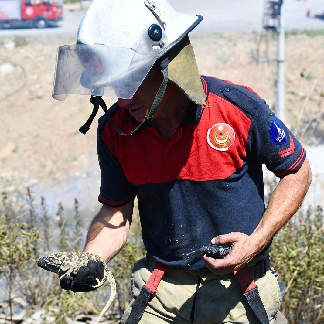darkwebhaber's tweet photo. İzmir İtfaiyesi, yangında dumandan etkilenen bir bukalemunu kurtardı. https://t.co/KfZqrrDCCv