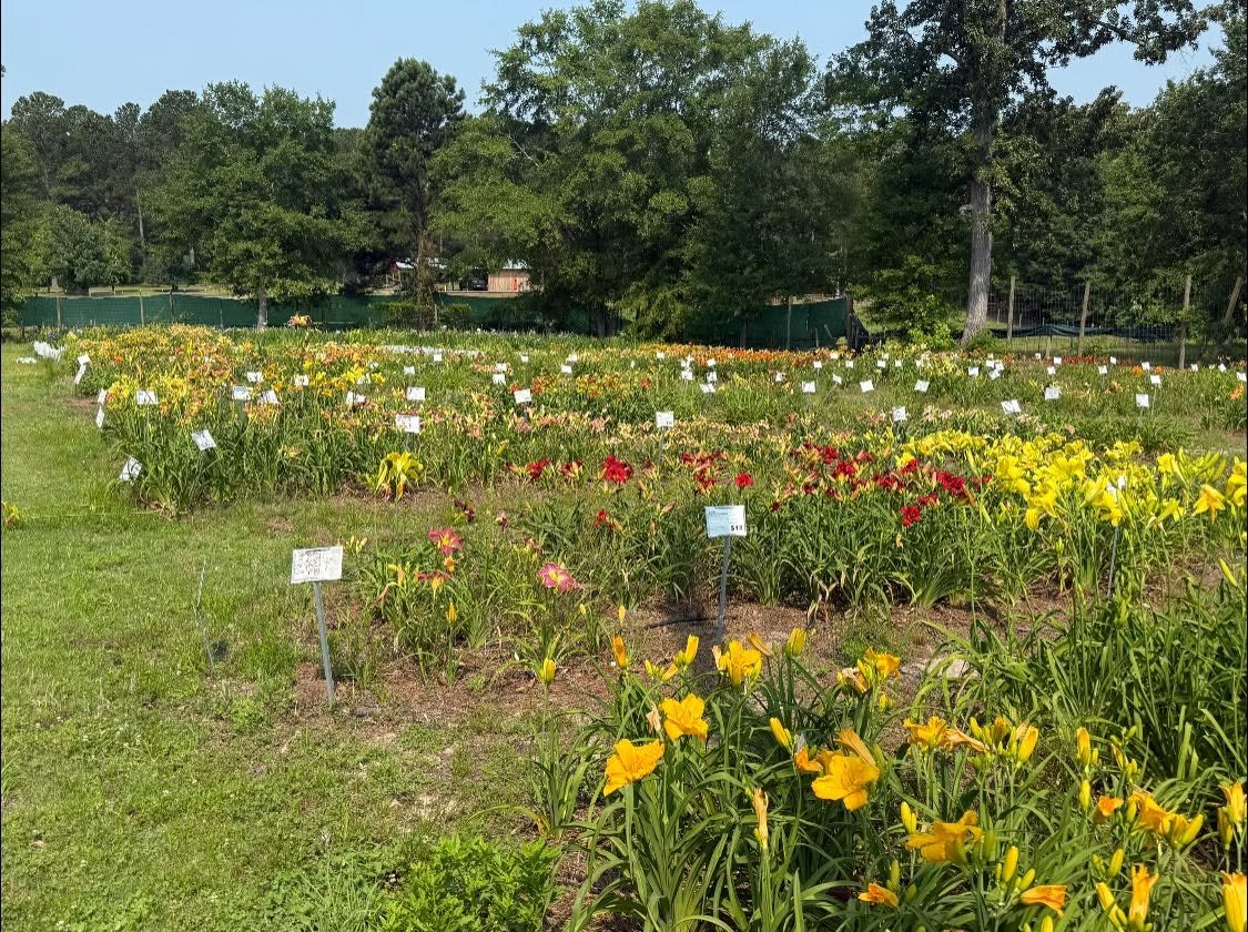 3ShovelsFarm's tweet photo. Here is a #waybackwednesday memory from last summer's #daylily display/growing fields. https://t.co/eDEnzPNkFx
