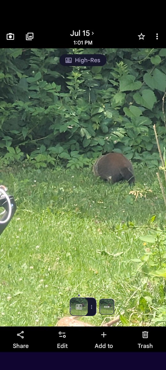 CVPDVT's tweet photo. Did you know a woodchuck is the largest in the squirrel family. Wow did not know that. We have a woodchuck who's made the yard home. https://t.co/ZUfWc8nPCM